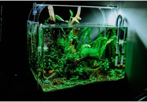 Wie bereite ich Wasser für Aquarium richtig vor?